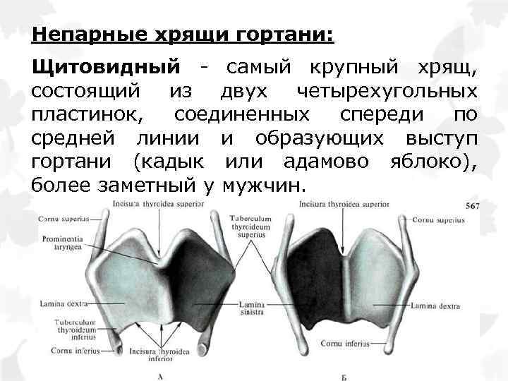 Непарные хрящи гортани: Щитовидный - самый крупный хрящ, состоящий из двух четырехугольных пластинок, соединенных
