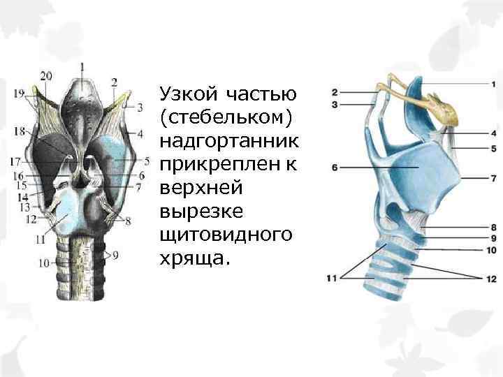 Узкой частью (стебельком) надгортанник прикреплен к верхней вырезке щитовидного хряща. 