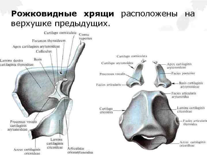 Надгортанник хрящ