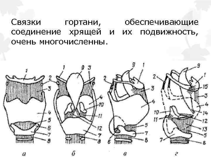 Связки гортани, обеспечивающие соединение хрящей и их подвижность, очень многочисленны. 