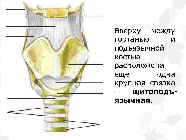 Вверху между гортанью и подъязычной костью расположена еще одна крупная связка – щитоподъязычная. 