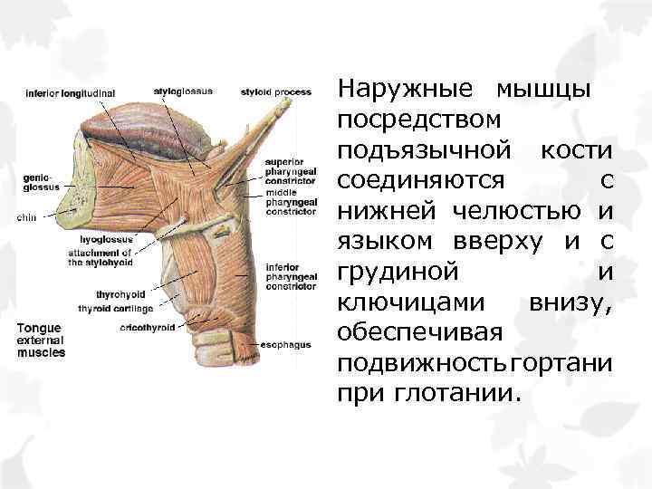 Наружные мышцы посредством подъязычной кости соединяются с нижней челюстью и языком вверху и с