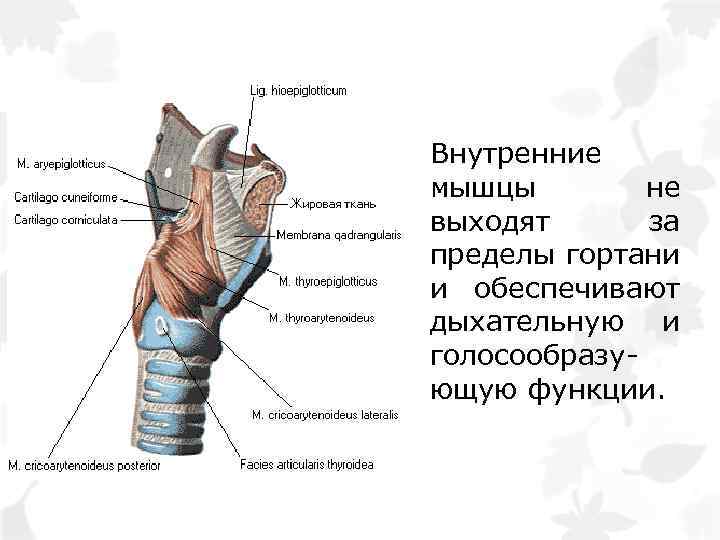 Внутренние мышцы не выходят за пределы гортани и обеспечивают дыхательную и голосообразующую функции. 