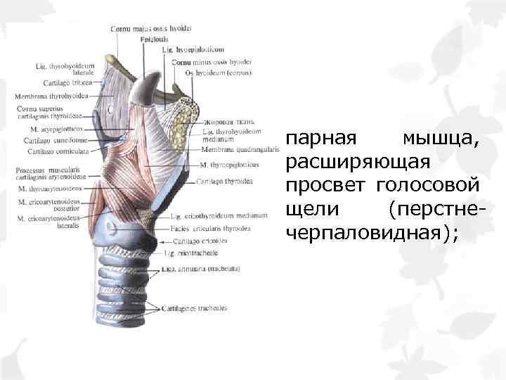 парная мышца, расширяющая просвет голосовой щели (перстнечерпаловидная); 