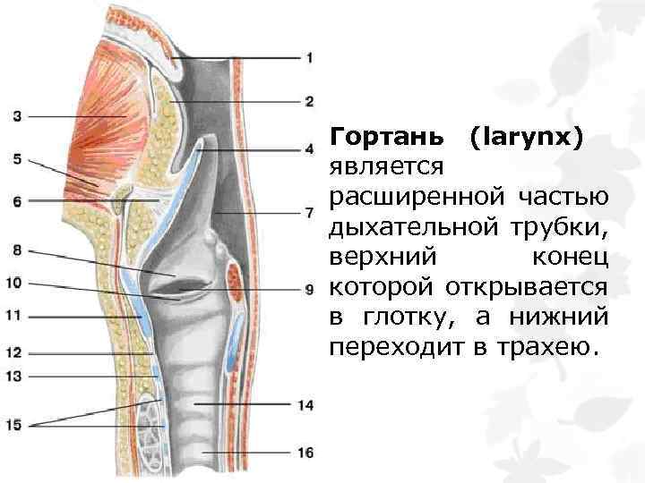Гортань (larynx) является расширенной частью дыхательной трубки, верхний конец которой открывается в глотку, а