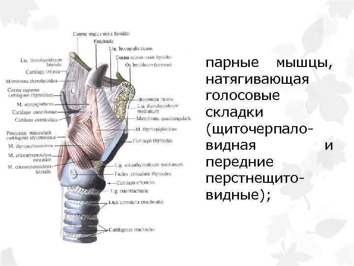 парные мышцы, натягивающая голосовые складки (щиточерпаловидная и передние перстнещитовидные); 