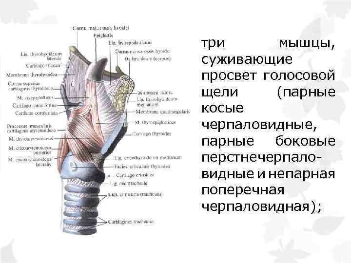 три мышцы, суживающие просвет голосовой щели (парные косые черпаловидные, парные боковые перстнечерпаловидные и непарная
