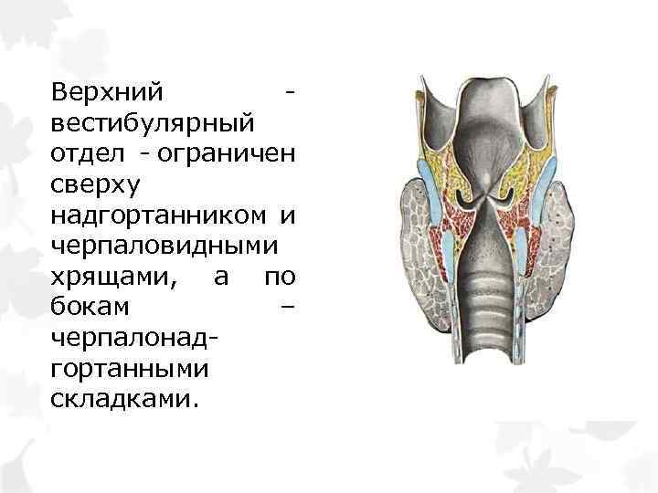 Верхний вестибулярный отдел - ограничен сверху надгортанником и черпаловидными хрящами, а по бокам –