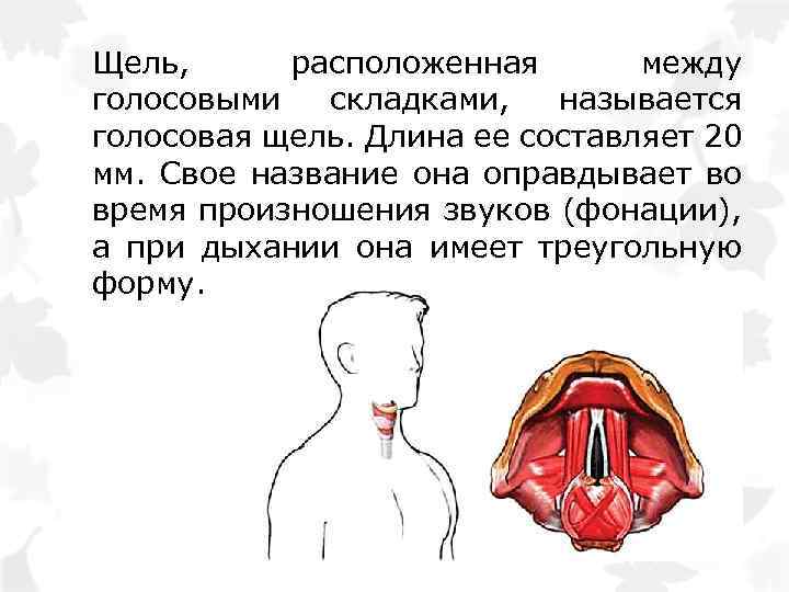 Щель, расположенная между голосовыми складками, называется голосовая щель. Длина ее составляет 20 мм. Свое