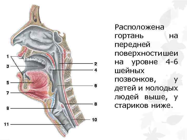 Расположена гортань на передней поверхности шеи на уровне 4 -6 шейных позвонков, у детей