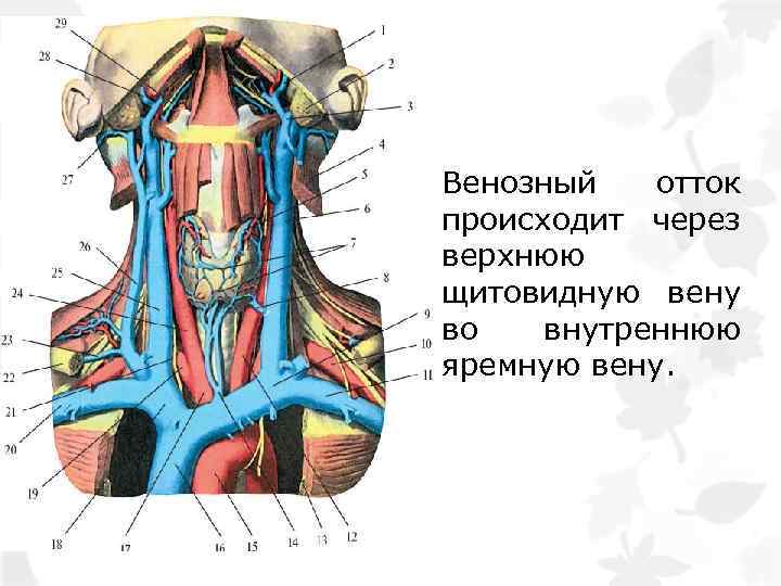 Венозный отток происходит через верхнюю щитовидную вену во внутреннюю яремную вену. 