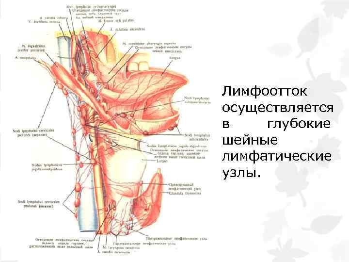 Лимфоотток осуществляется в глубокие шейные лимфатические узлы. 