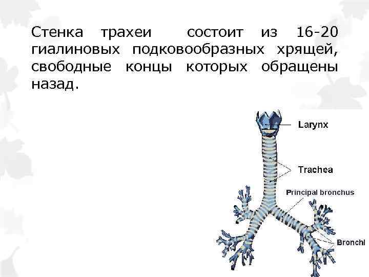 Анатомическое строение трахеи. Хрящевой каркас трахеи образован. Функции трахеи человека. Стенка трахеи.