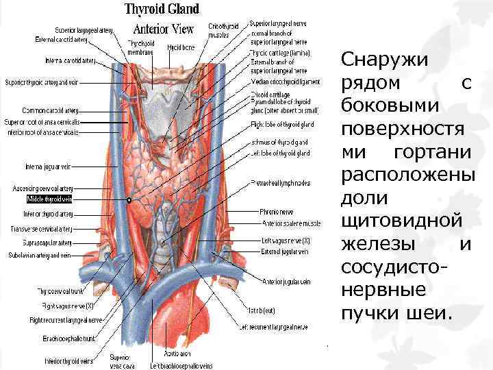 Снаружи рядом с боковыми поверхностя ми гортани расположены доли щитовидной железы и сосудистонервные пучки