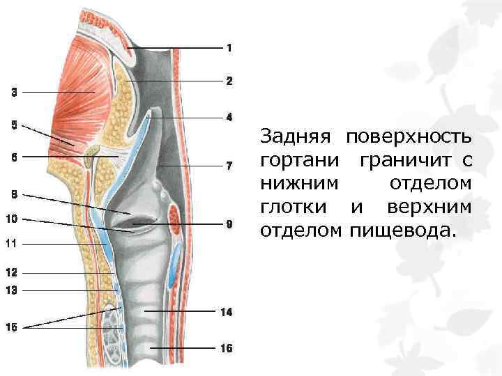 Задняя поверхность гортани граничит с нижним отделом глотки и верхним отделом пищевода. 