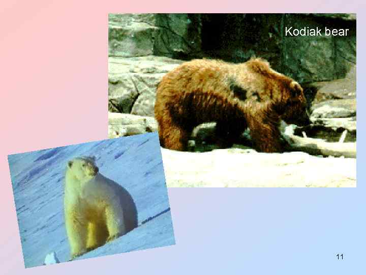 Kodiak bear 11 