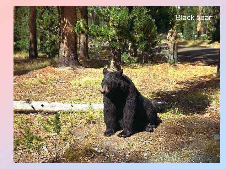 Black bear 13 