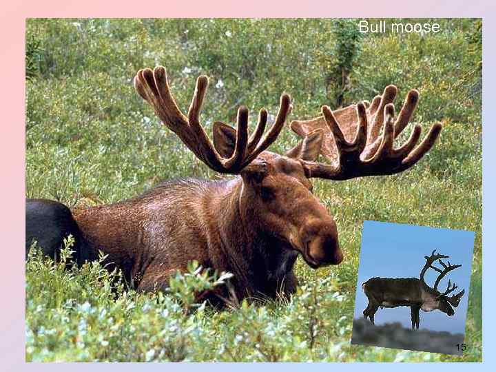Bull moose 15 