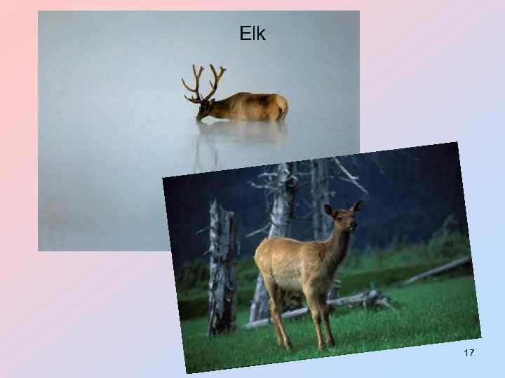 Elk 17 