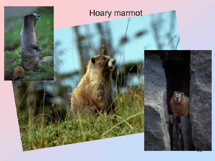 Hoary marmot 23 