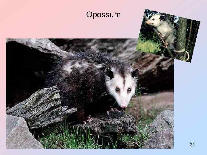Opossum 25 