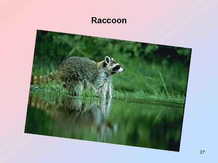 Raccoon 27 