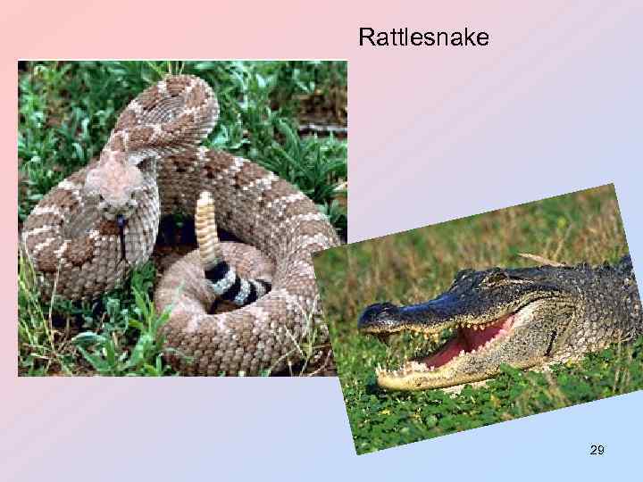 Rattlesnake 29 