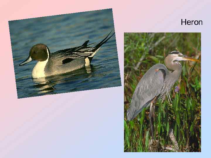 Heron 33 