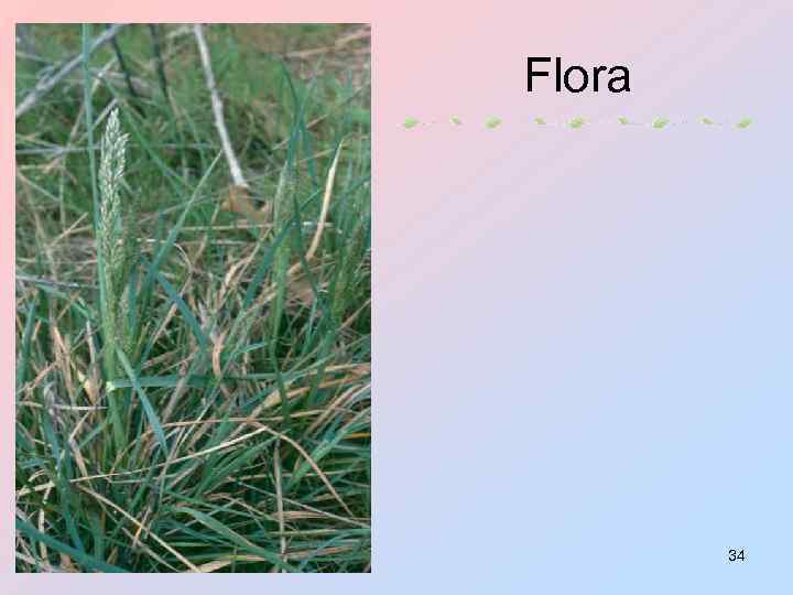 Flora 34 