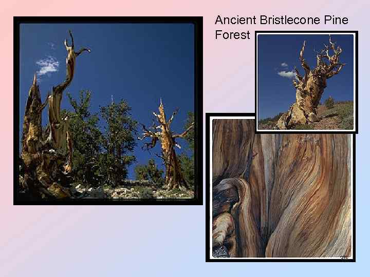 Ancient Bristlecone Pine Forest 35 