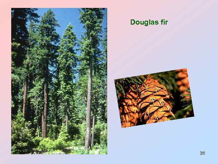 Douglas fir 36 