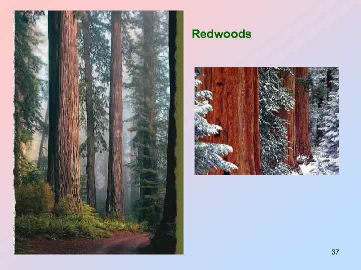Redwoods 37 
