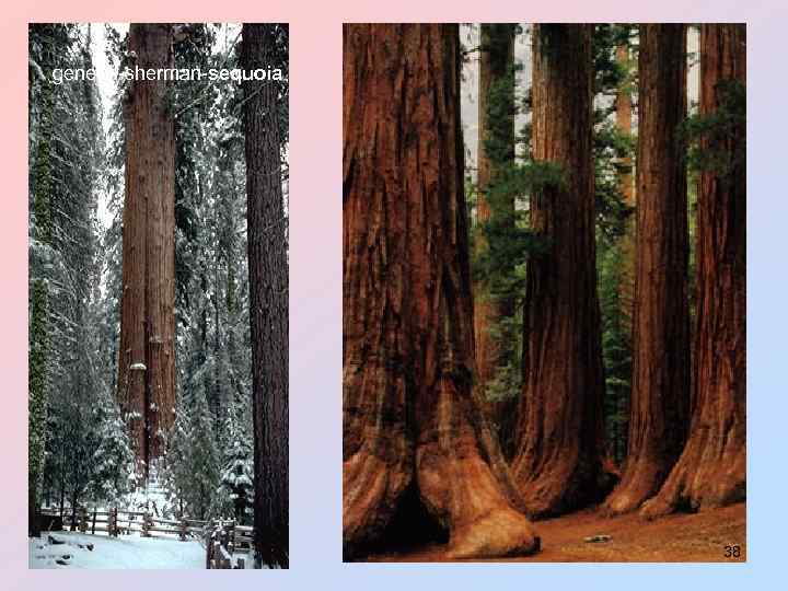 general-sherman-sequoia 38 