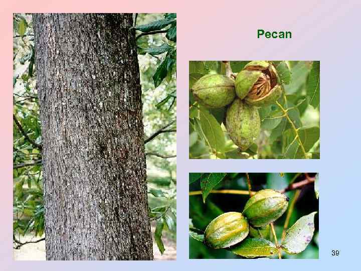 Pecan 39 
