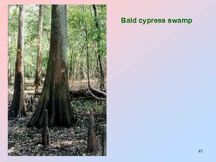 Bald cypress swamp 41 