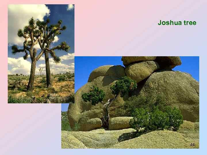 Joshua tree 44 