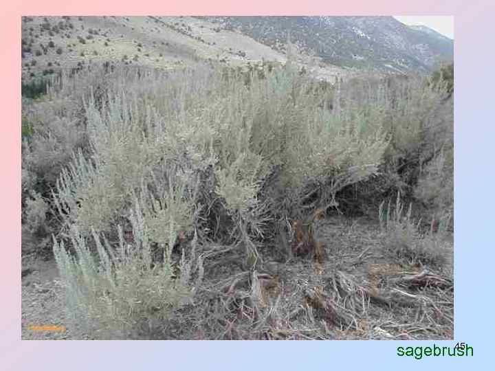 45 sagebrush 