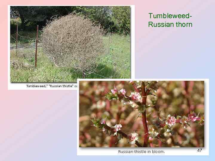 Tumbleweed- Russian thorn 47 