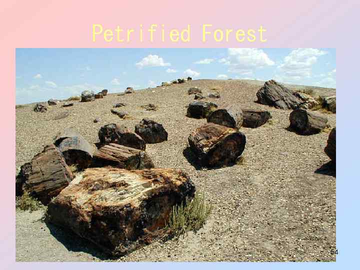 Petrified Forest 54 