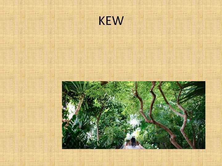 KEW 