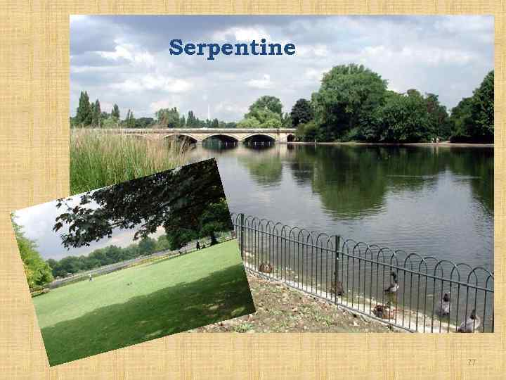 Serpentine 77 