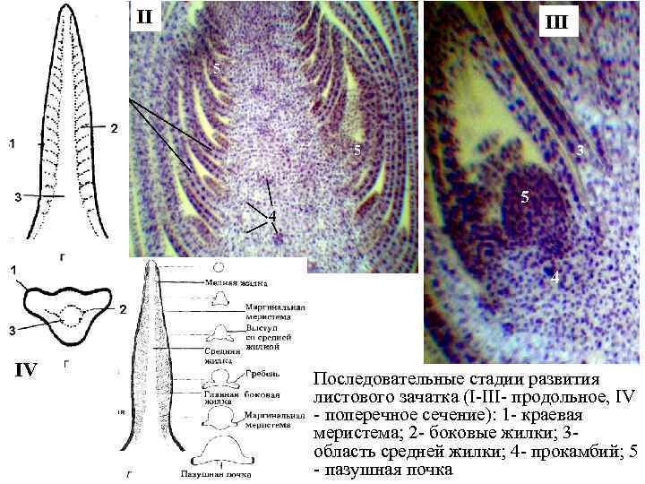 II I III 5 3 5 4 5 IV 4 Последовательные стадии развития листового