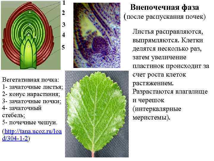 1 2 3 4 5 Вегетативная почка: 1 - зачаточные листья; 2 - конус