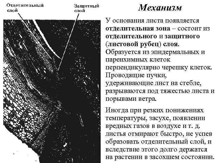 Механизм У основания листа появляется отделительная зона – состоит из отделительного и защитного (листовой