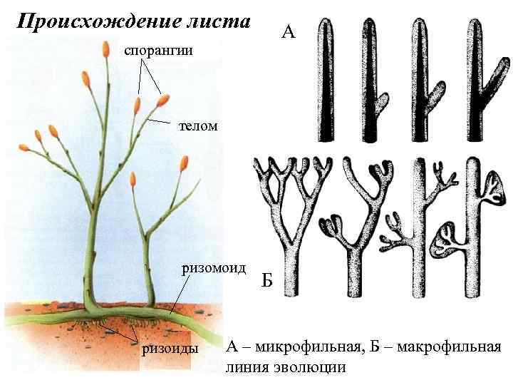 Происхождение листа спорангии листа А телом ризомоид ризоиды Б А – микрофильная, Б –
