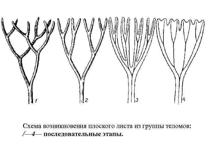 Схема возникновения плоского листа из группы теломов: /— 4— последовательные этапы. 