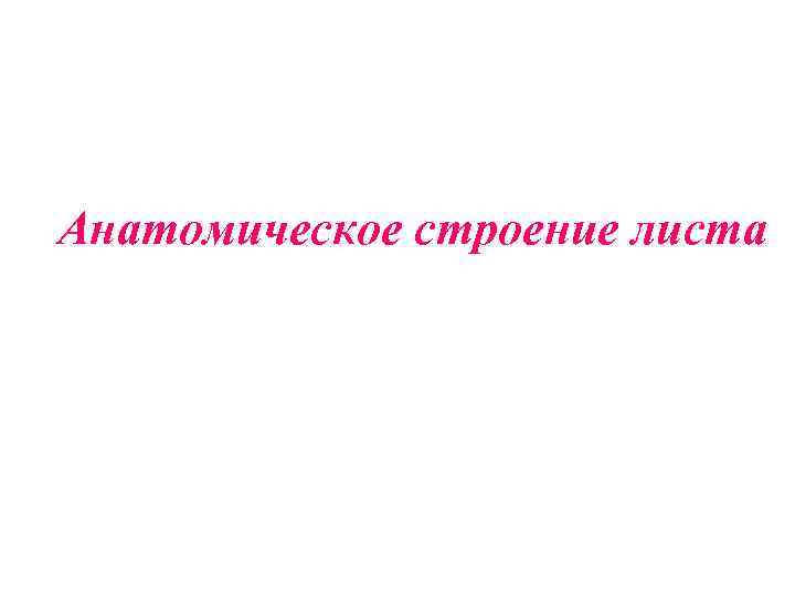 Анатомическое строение листа 