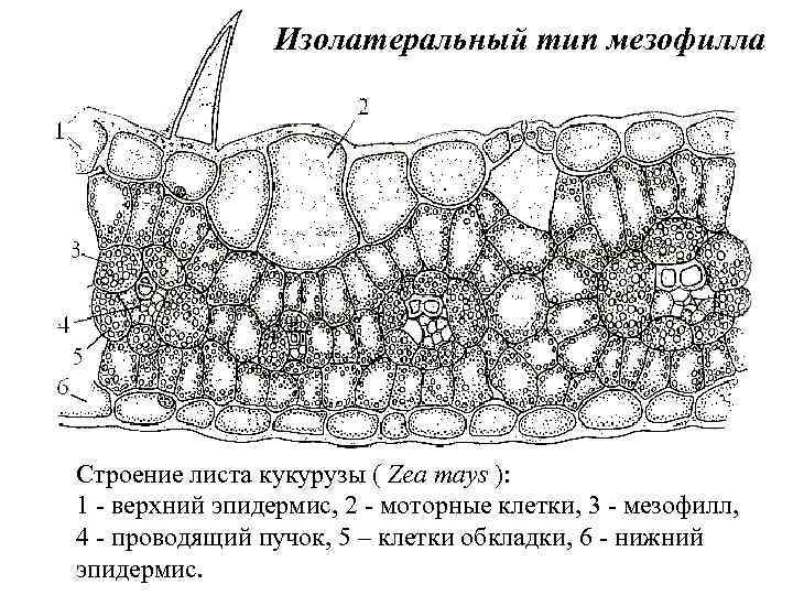 Поперечное сечение рисунок. Анатомическое строение листа кукурузы. Изолатеральный Тип мезофилла. Поперечный срез листовой пластинки. Поперечный срез листа Zea Mays.