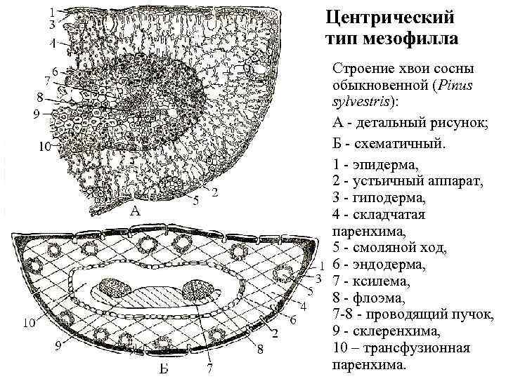 Центрический тип мезофилла Строение хвои сосны обыкновенной (Pinus sylvestris): А - детальный рисунок; Б