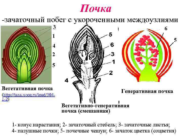 Почка -зачаточный побег с укороченными междоузлиями 3 6 1 5 4 2 5 Вегетативная